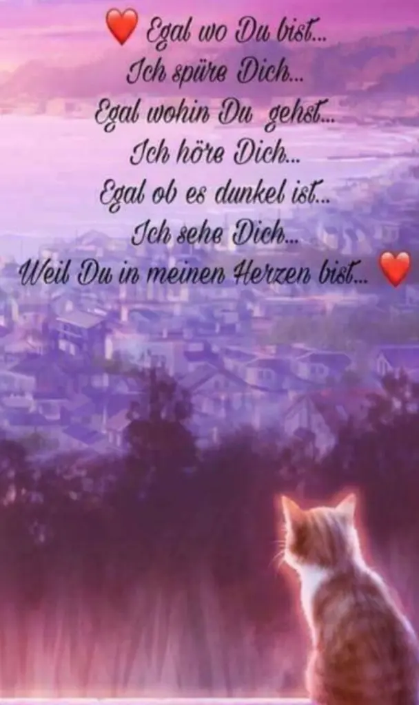 Condolence image of für Timmy Sternenprinz ❤️
