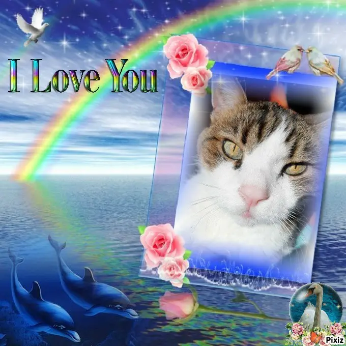 Condolence image of Deine Katzenmutti Tanja ❤