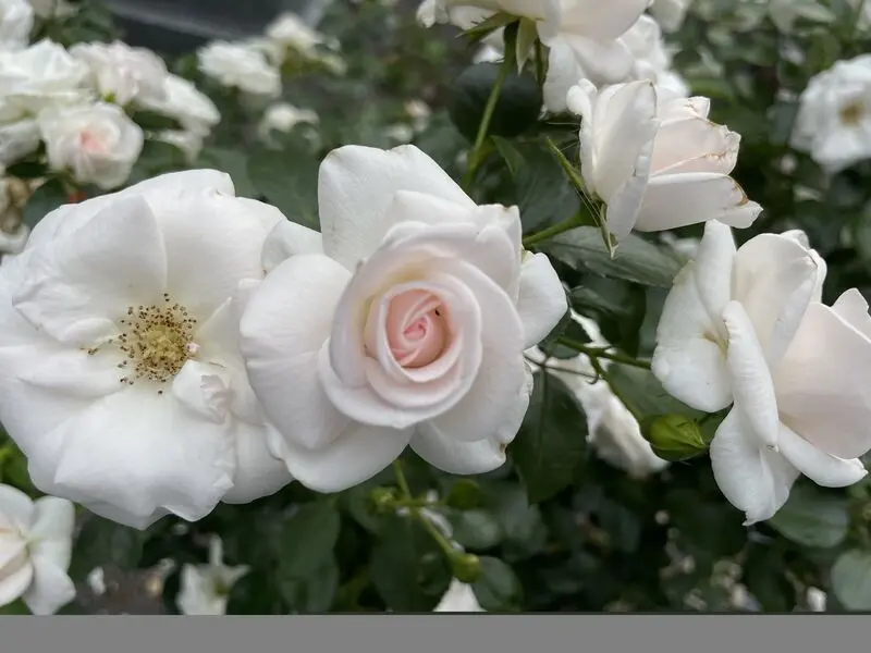 Condolence image of Anja mit Maja & Gräuli im ༺❤️༻