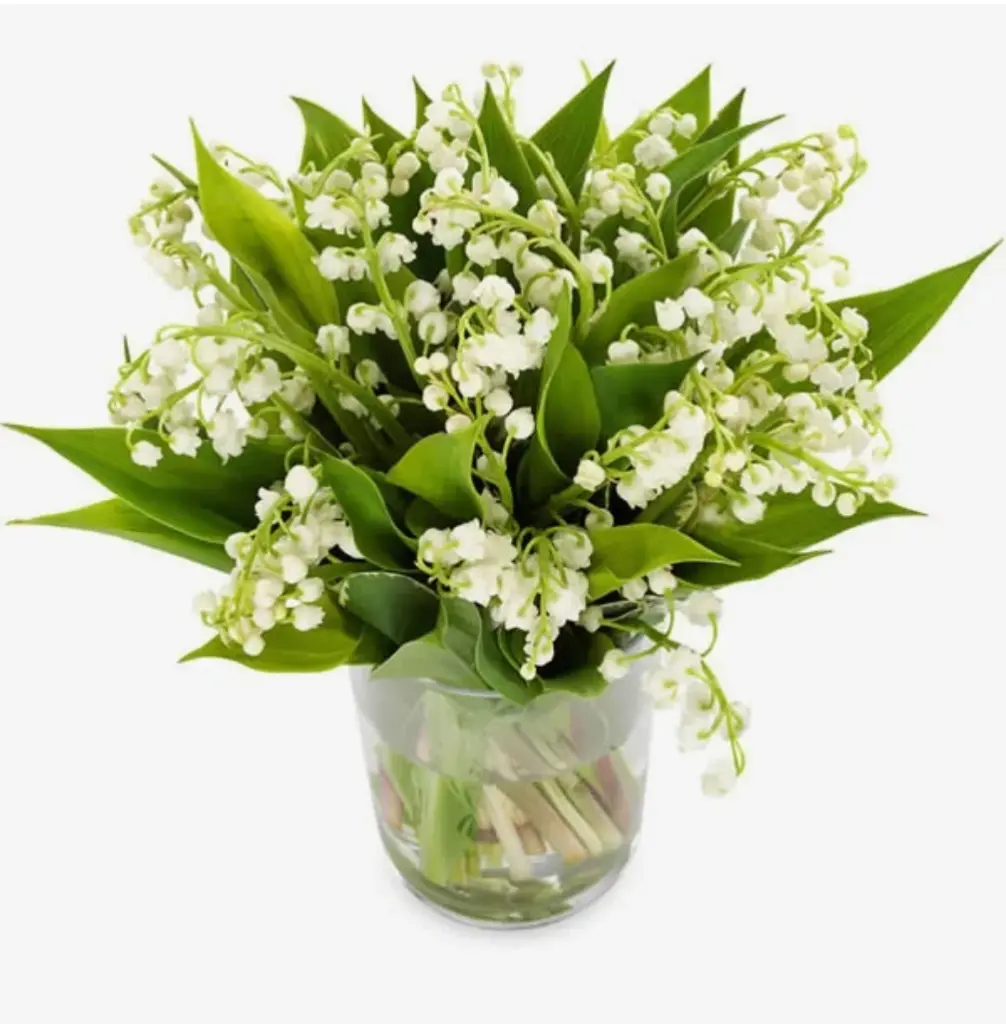 Condolence image of für Timmy Sternenprinz ❤️