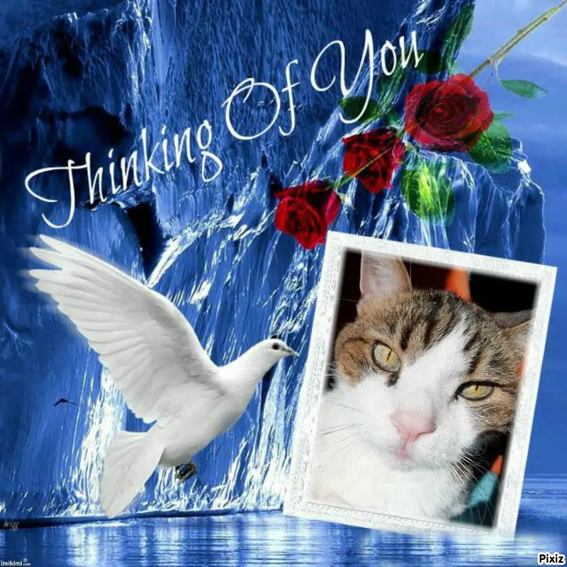 Condolence image of Deine Katzenmutti Tanja ❤