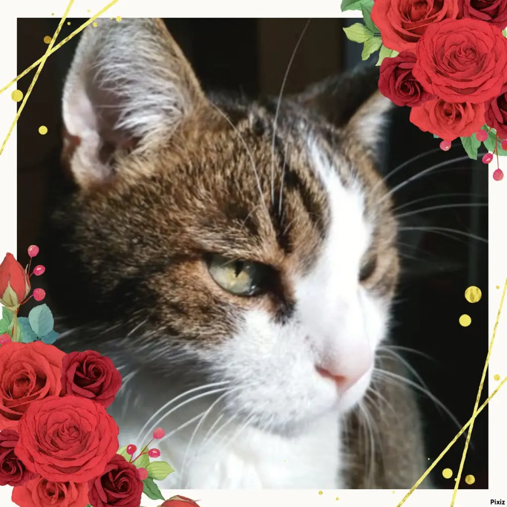 Condolence image of Sternchenpost ⭐