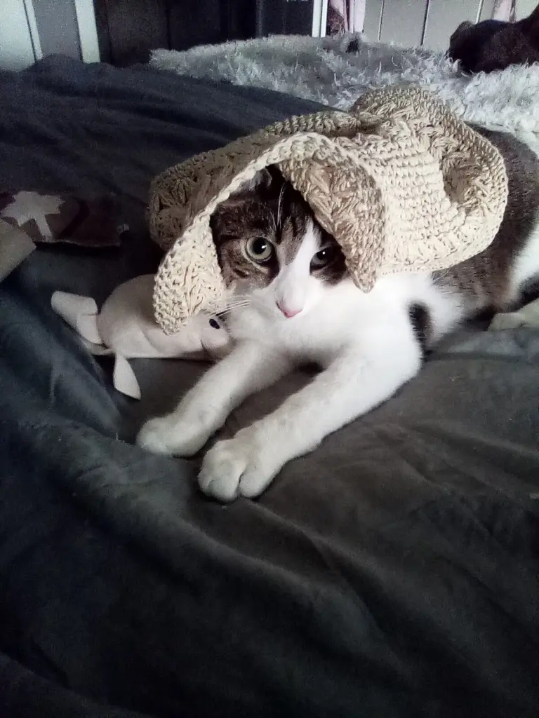 Condolence image of Beate und Arne mit Elvis im Herzen ❤