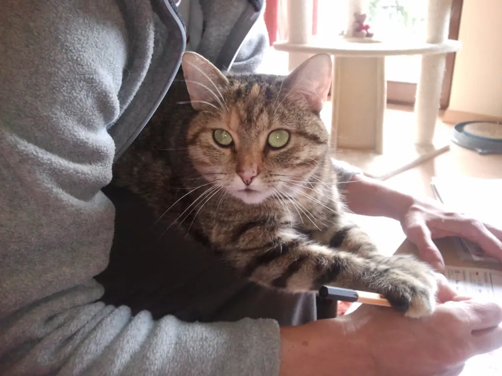 Condolence image of für Timmy Sternenprinz ❤️