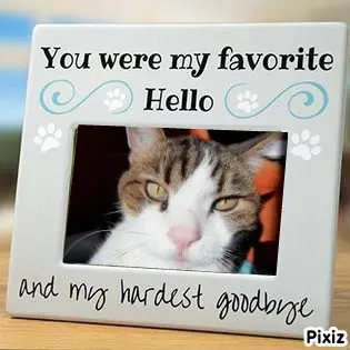 Condolence image of Deine Katzenmutti Tanja ❤