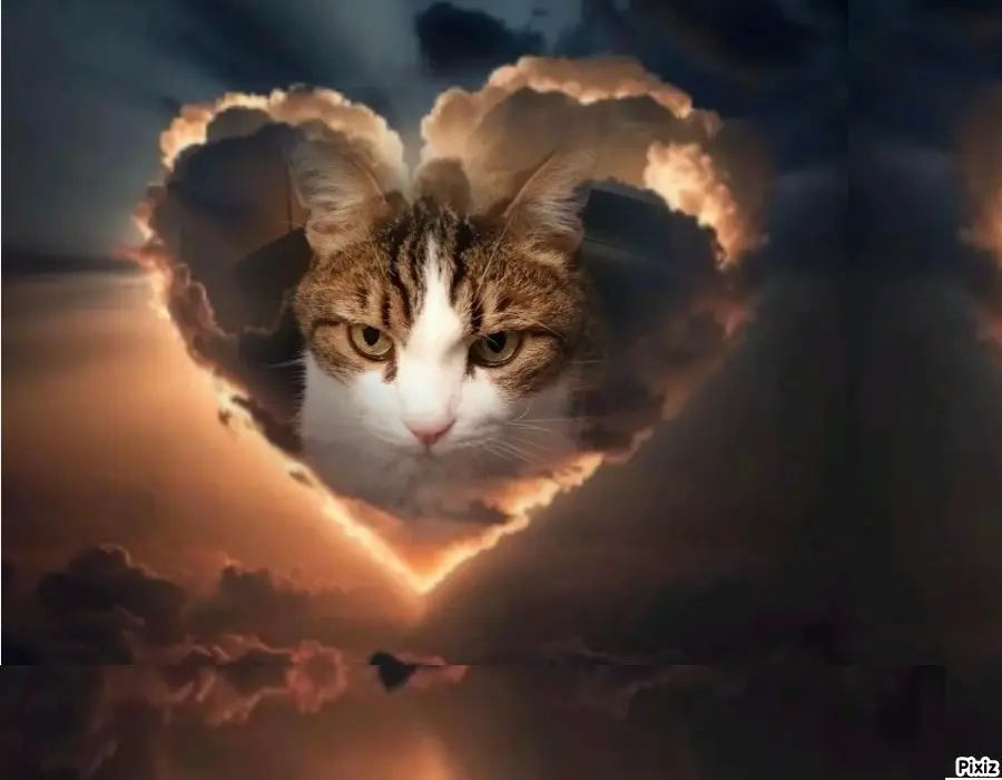 Condolence image of Sternchenpost ⭐