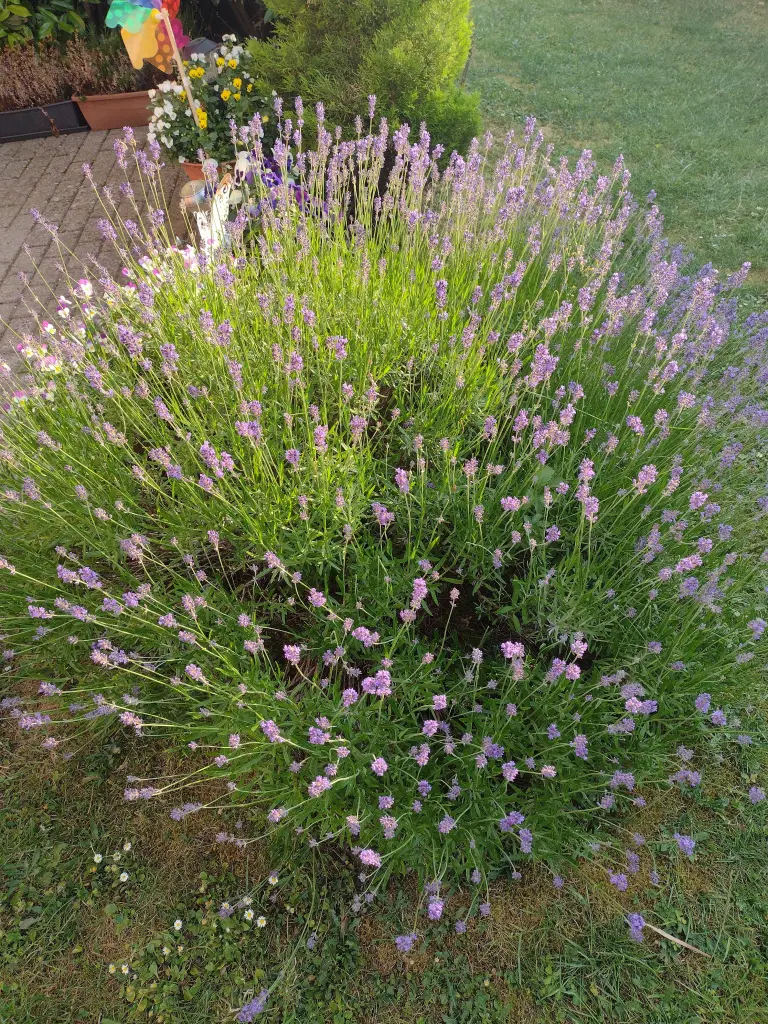Condolence image of Corinna mit Emma, Pummelchen und anderen Sternlein im ❤️