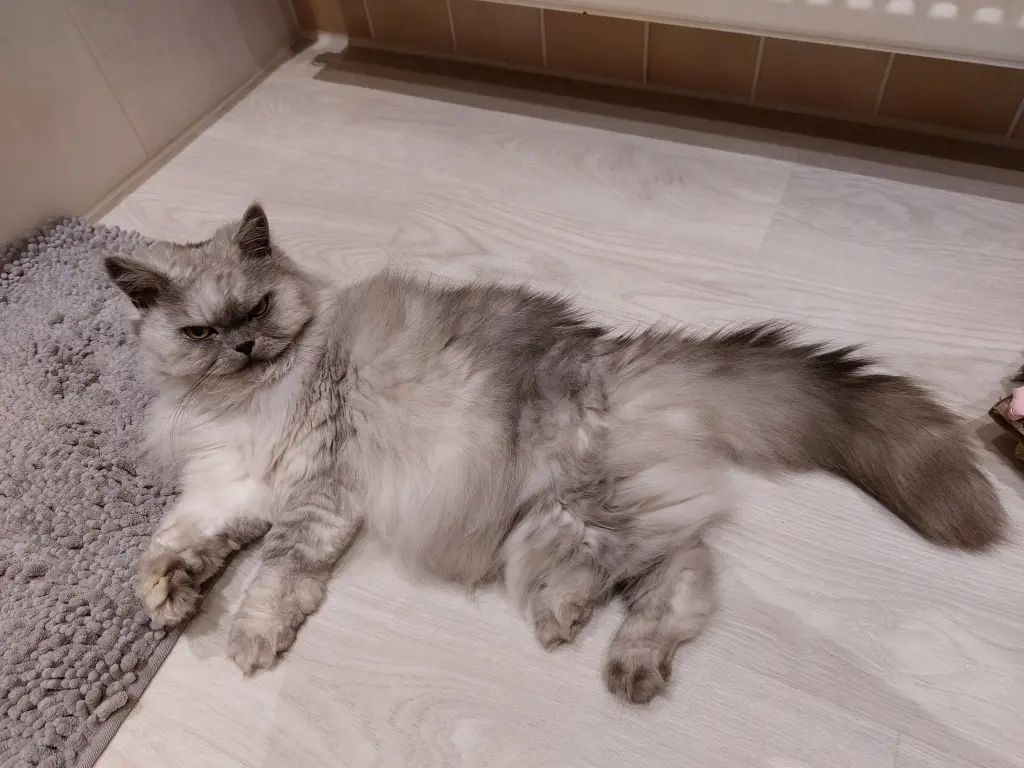 Condolence image of Daniela  für Timmy Sternenprinz ❤️