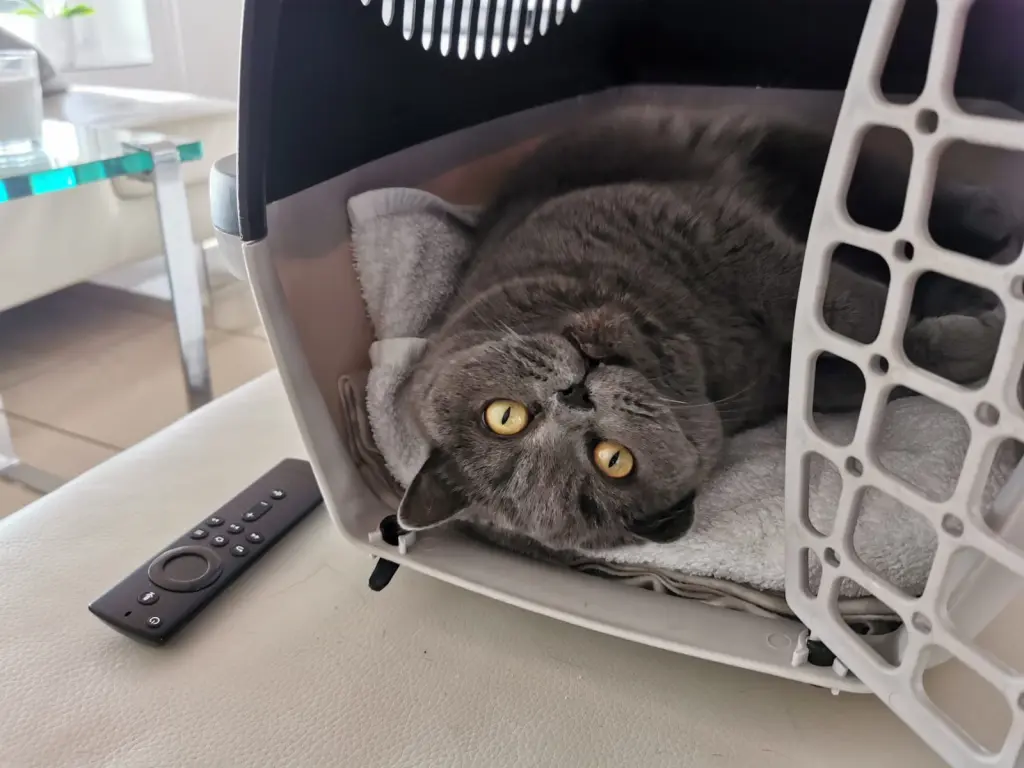 Condolence image of Sonja mit Emma und Benny 