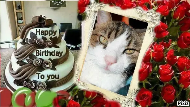 Condolence image of Deine Katzenmutti Tanja ❤