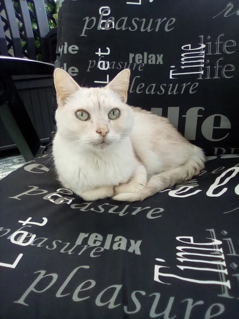 Condolence image of Beate und Arne mit Elvis im Herzen ❤