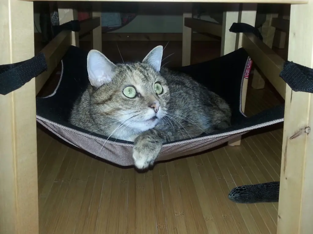 Condolence image of an Timmy und Tanja ❤️