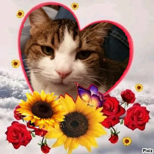 Condolence image of Sternchenpost ⭐