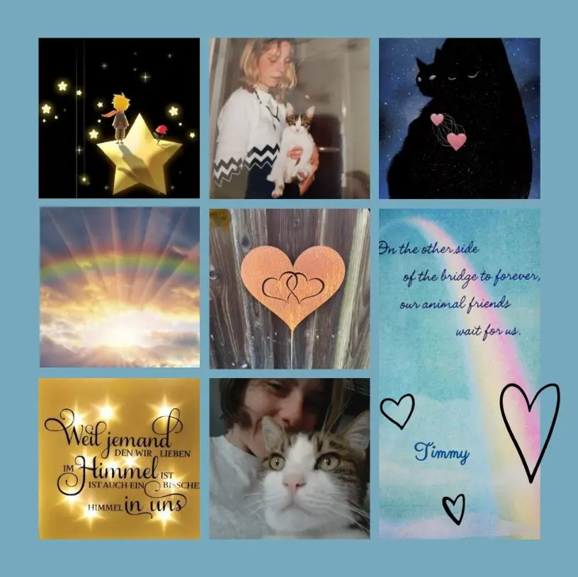 Condolence image of Rosen für Timmy zum 4. Sternchentag