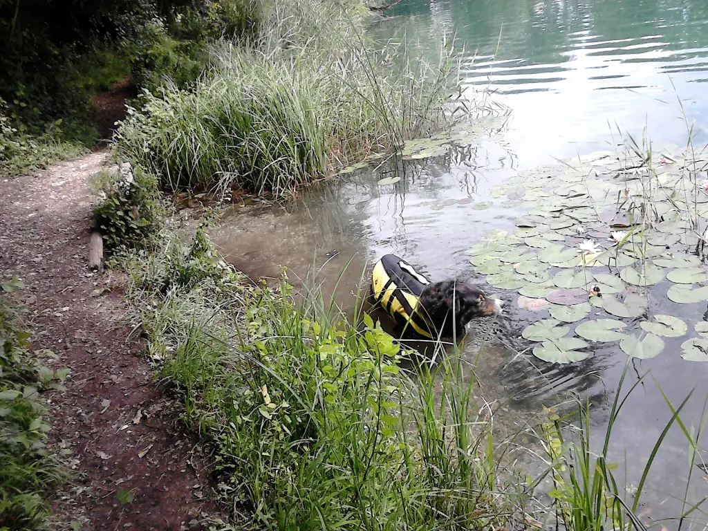 Condolence image of Renate mit Artax"Bubele" tief im Herzen