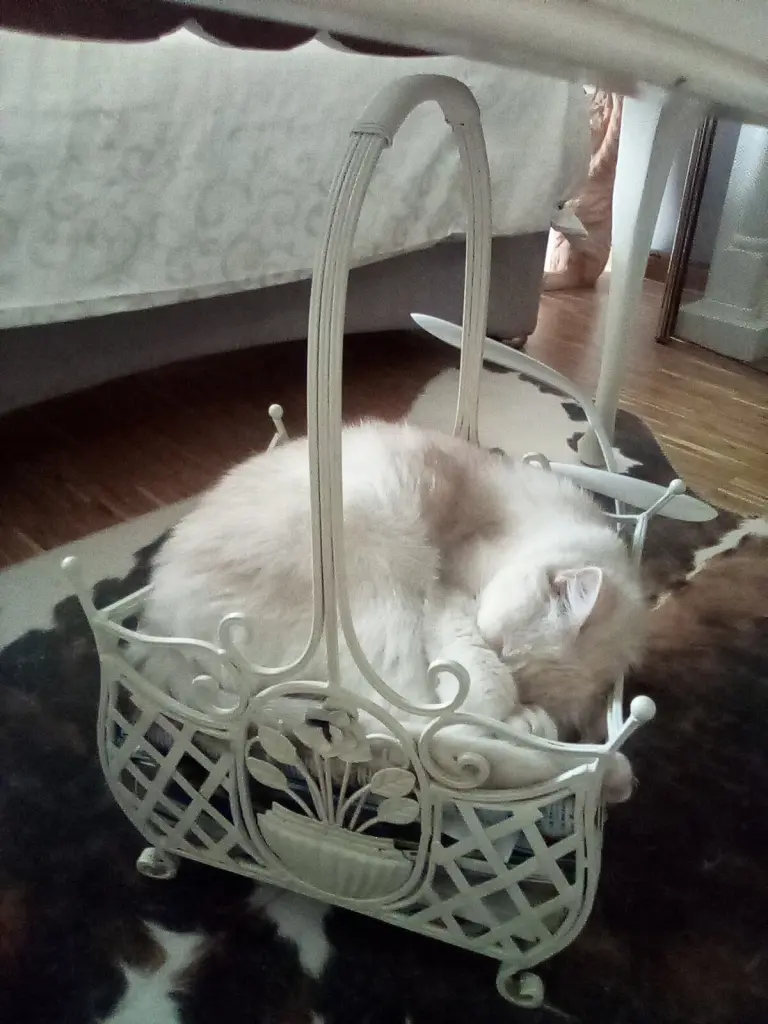 Condolence image of Beate und Arne mit Elvis im Herzen ❤