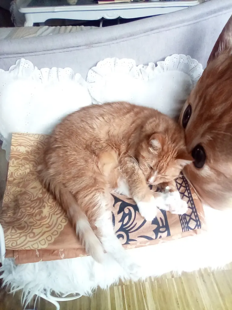 Condolence image of Beate und Arne mit Elvis im Herzen ❤