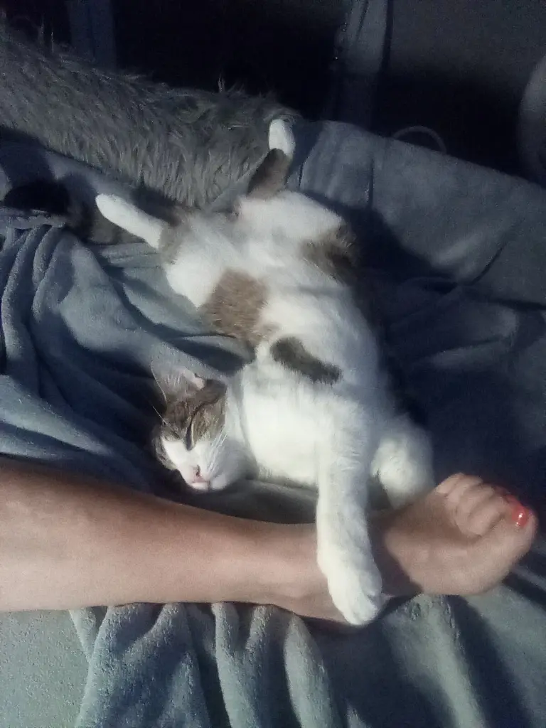 Condolence image of Beate und Arne mit Elvis im Herzen ❤