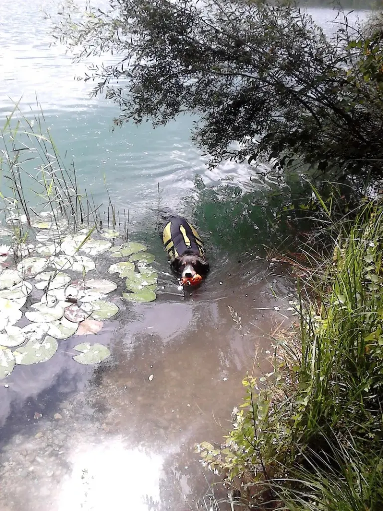 Condolence image of Renate mit Artax"Bubele" tief im Herzen