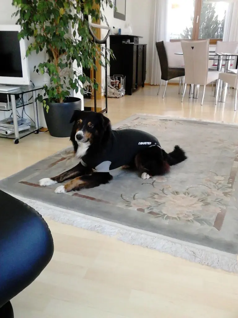 Condolence image of Renate mit Artax"Bubele" tief im Herzen