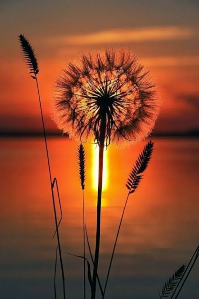 Condolence image of an Timmy ♥♥♥