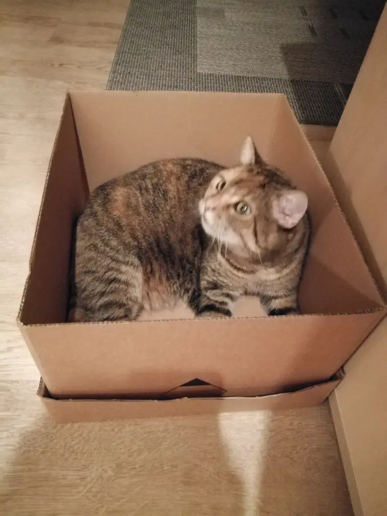 Condolence image of Pauline an Timmy ❤️