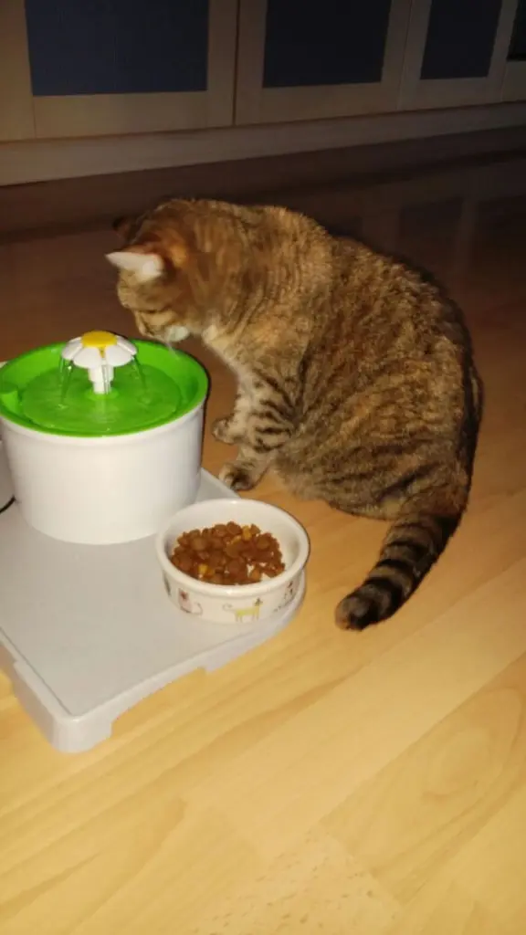 Condolence image of Für das liebe Sternchen  Timmy ❤️