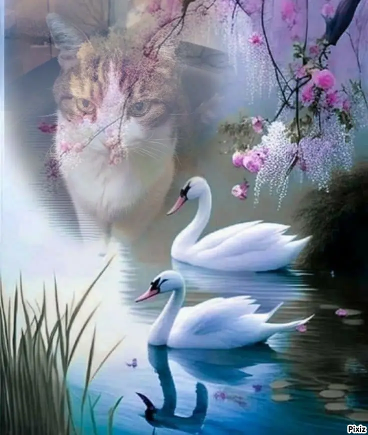 Condolence image of Sternchenpost ⭐