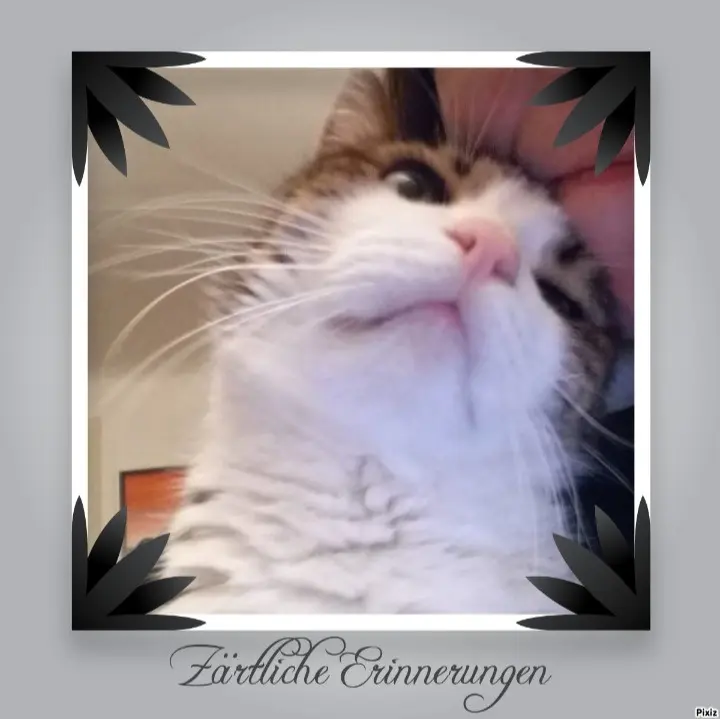 Condolence image of Andrea mit Minki im ♥️