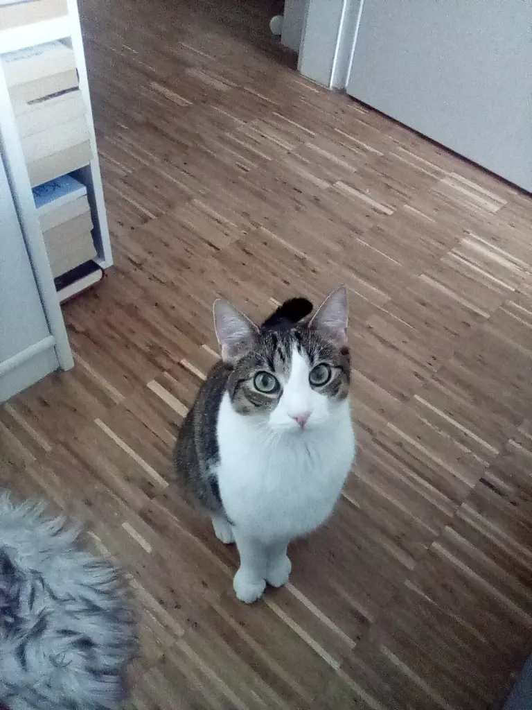 Condolence image of Beate und Arne mit Elvis im Herzen ❤