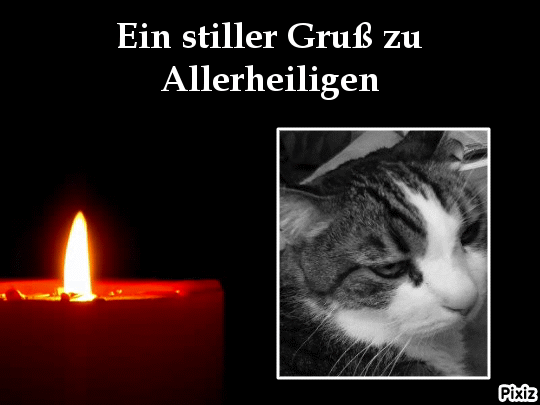 Condolence image of Deine Katzenmutti Tanja ❤
