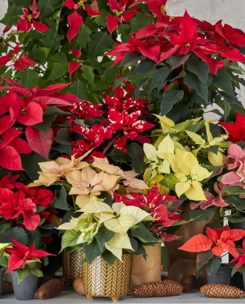 Condolence image of Daniela  mit Pauline im ♥️ (+27.05.2021)