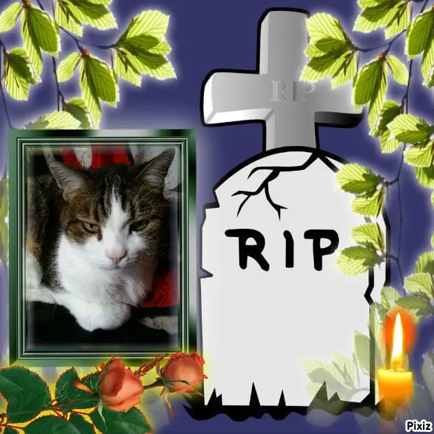 Condolence image of Deine Katzenmutti Tanja ❤