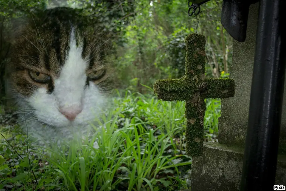 Condolence image of Deine Katzenmutti Tanja ❤