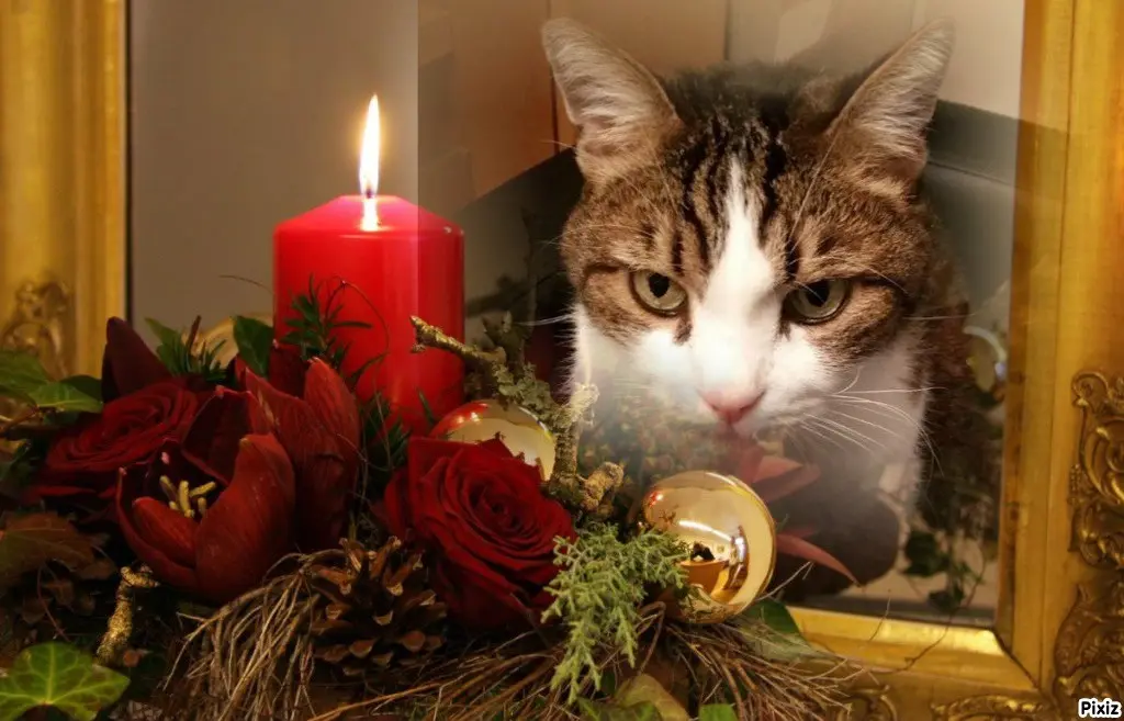 Condolence image of Patricia mit Bunny ❤️