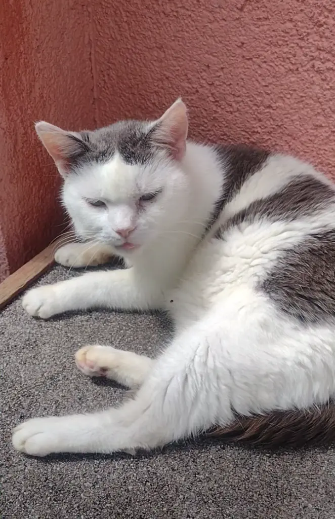 Condolence image of Corinna mit Emma, Jengi, Pummelchen und anderen Sternleine im Herzen