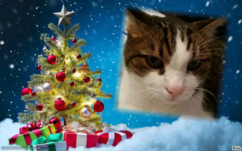 Condolence image of Deine Katzenmutti Tanja ❤