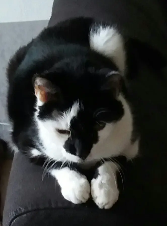 Condolence image of Annemarie und Elke mit Snoopy im Herzen gest.04.01.2022 und Pünktchen (verm April 2021)