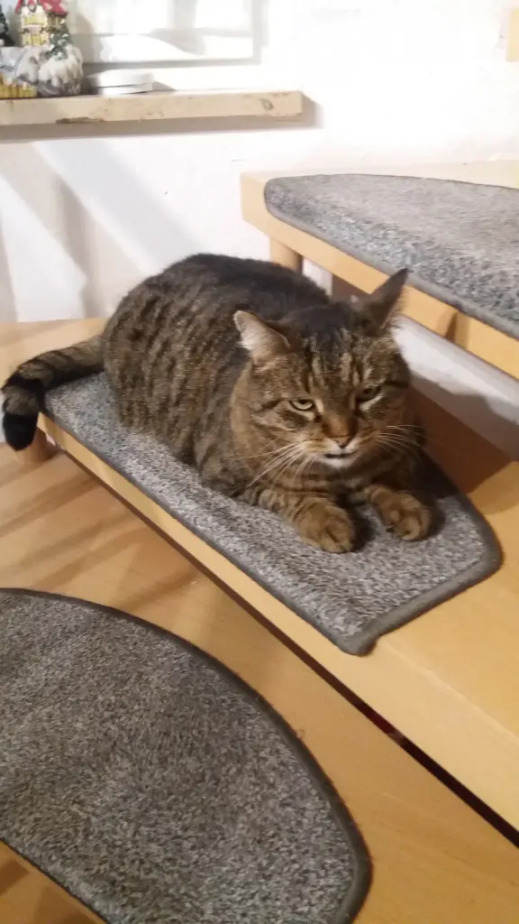 Condolence image of Annemarie und Elke mit Snoopy (+04.01.2022)und Pünktchen  (verm.2021)