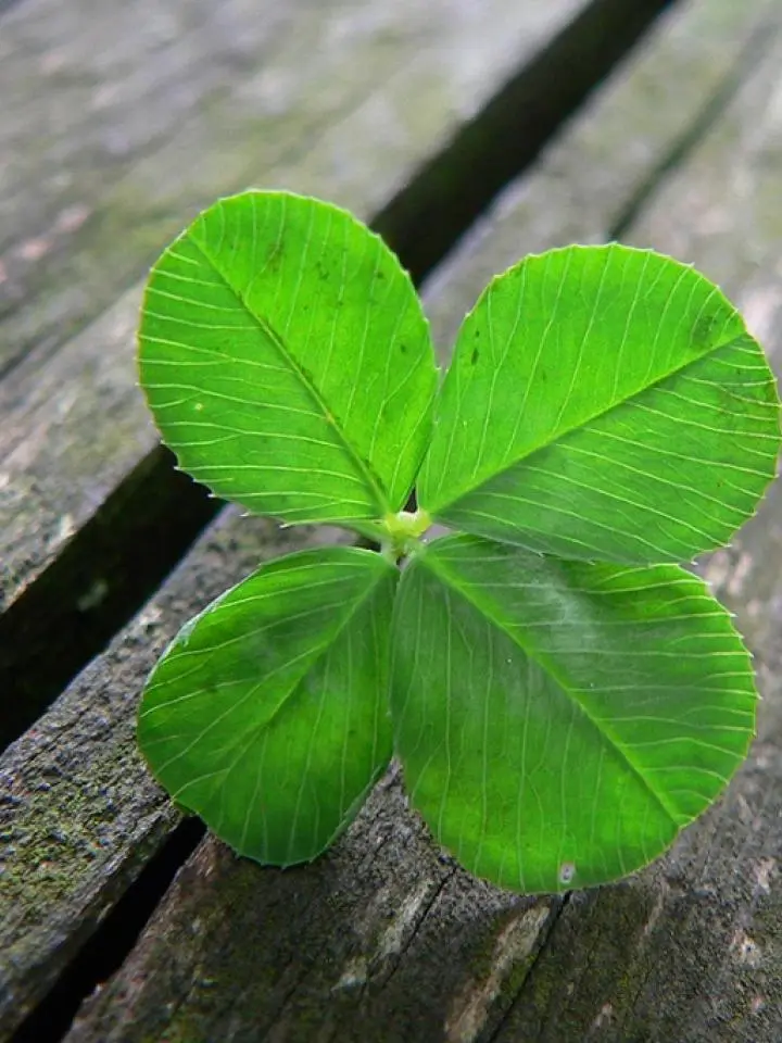 Condolence image of Corinna mit Emma, Jengi, Pummelchen und anderen Sternleine im Herzen