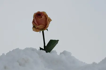 Condolence image of Elisabeth mit Marple, Christie u. Arafat im ♥