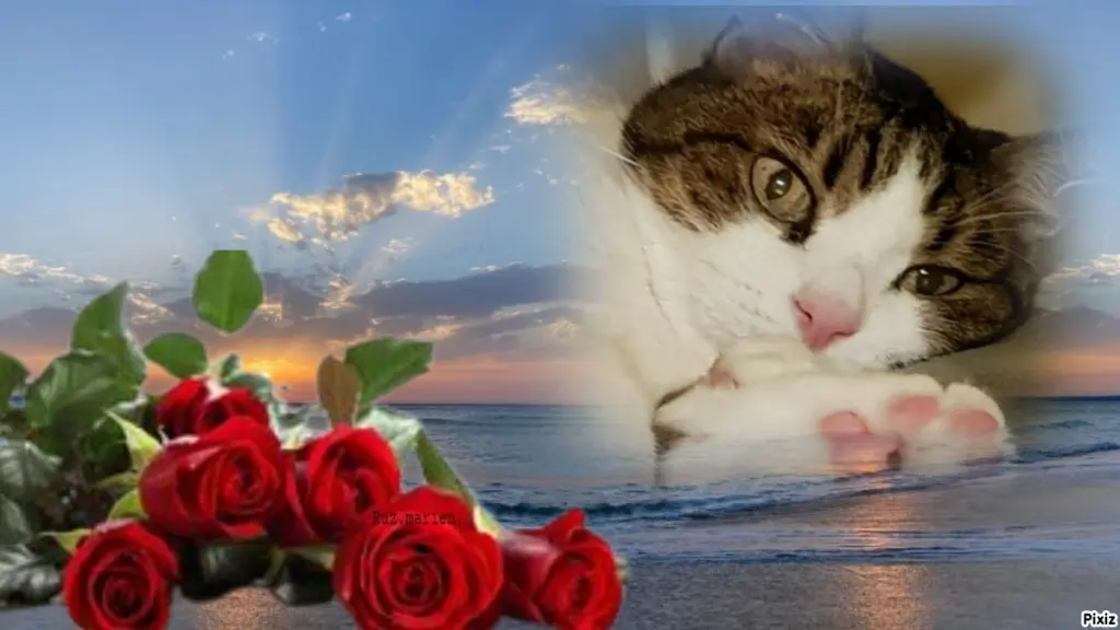 Condolence image of Deine Katzenmutti Tanja ❤