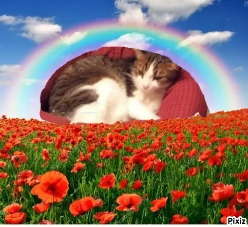 Condolence image of Sternchenpost ⭐