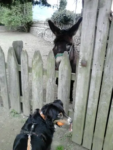 Condolence image of Renate mit Artax"Bubele"ganz tief im Herzen