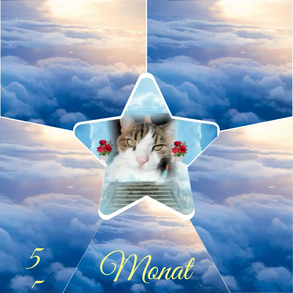 Condolence image of Corinna mit Emma, Jengi, Pummelchen und anderen Sternleine im Herzen