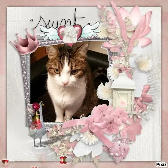 Condolence image of Sternchenpost ⭐