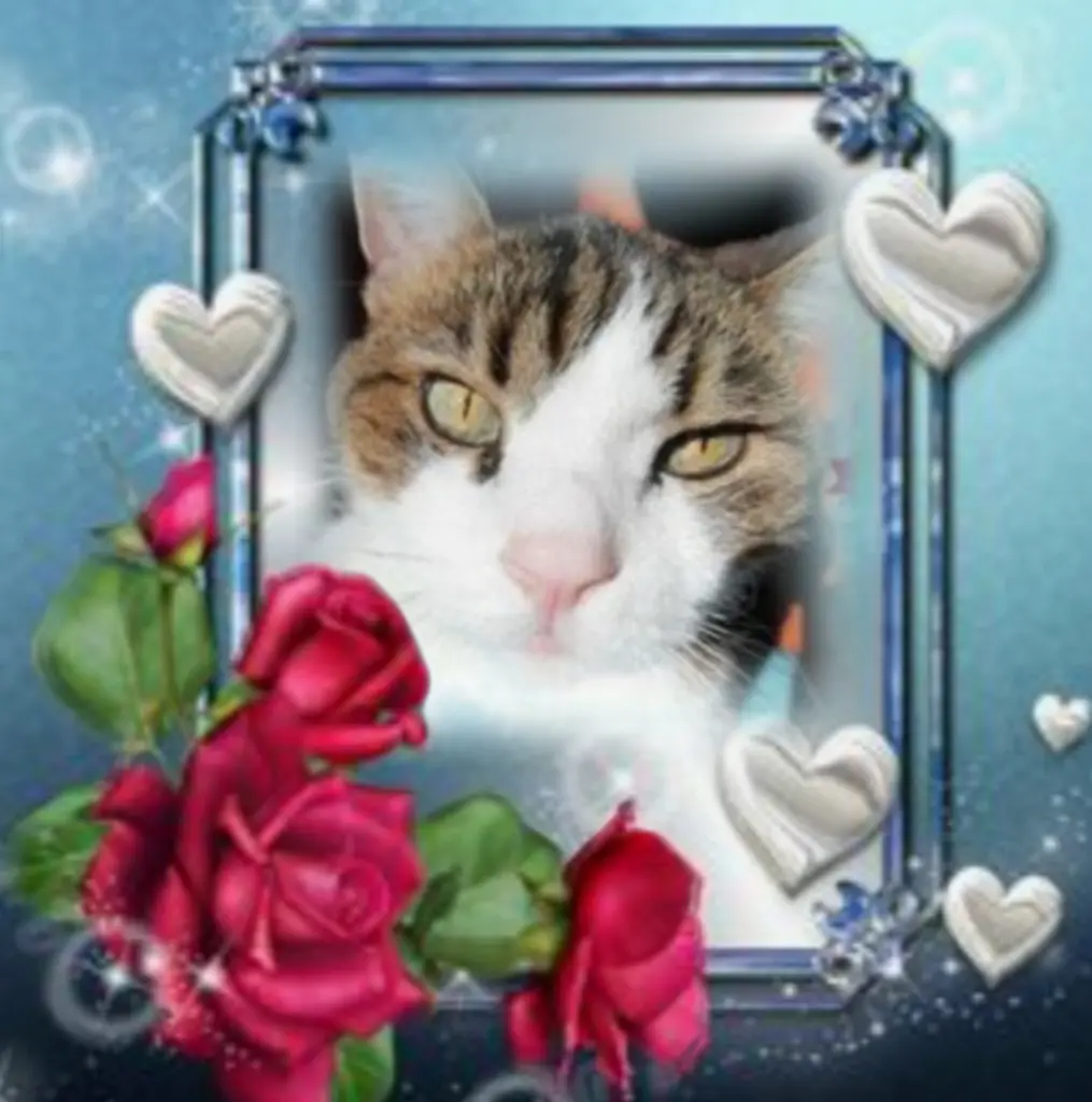 Condolence image of Ewa & Krzysztof mit Jacki tief im Herzen❤️