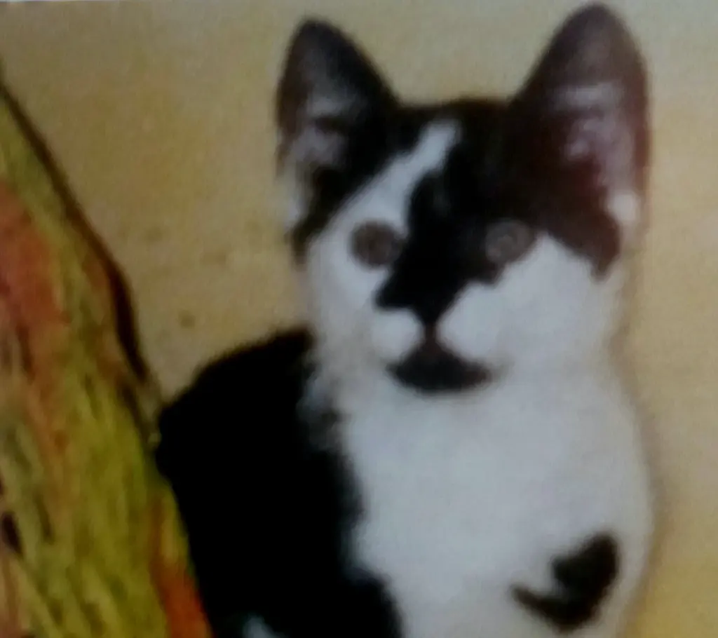 Condolence image of Annemarie und Elke mit Snoopy im Herzen gest.04.01.2022 und Pünktchen verm,April 2021