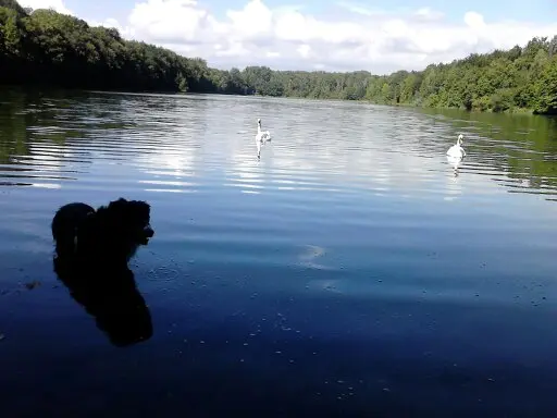 Condolence image of Renate mit Artax"Bubele"ganz tief im Herzen