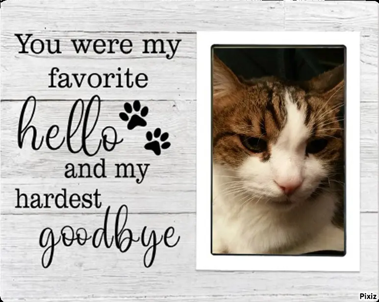 Condolence image of Deine Katzenmutti Tanja ❤